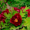 Mo Run Jue Lun Red Garden Chinese Peony Flower