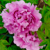 Fu Gui Man Tang Blue Beautiful Garden Chinese Peony Bare Root