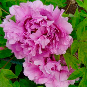 Fu Gui Man Tang Blue Beautiful Garden Chinese Peony Bare Root