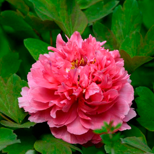 Juan Ye Hong Red Charm Chinese Traditional Peony for Garden
