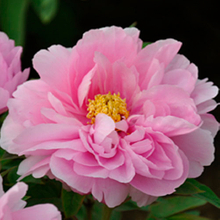 Ru Hua Si Yu Pink Crown Landscape Chinese Tree Peony
