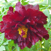 Hei Bao Balck Delicate Japanese Peony Plant