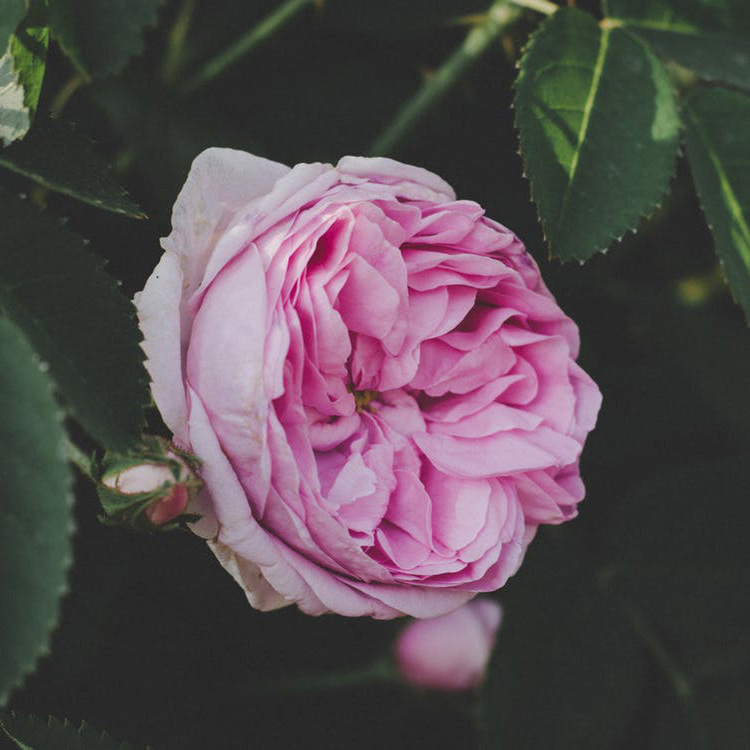 Where are the Peonies in China?