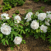 Jing Yu Early Blooming White Chinese Peony Plant