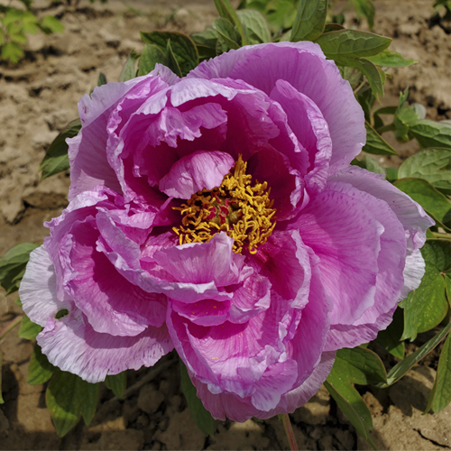 Lu He Hong Red Gorgeous Paeonia Suffruticosa Peony for Decoration 