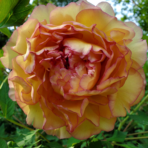 Jin Ge Yellow Fragrant Japanese Garden Peony
