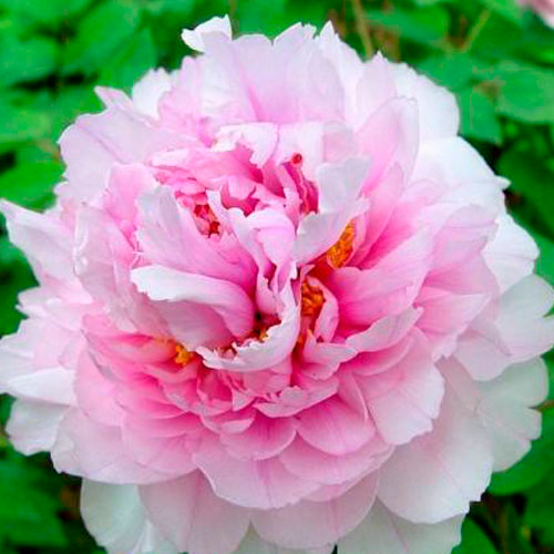 Cun Song Ying Pink Wholesale Japanese Garden Peony