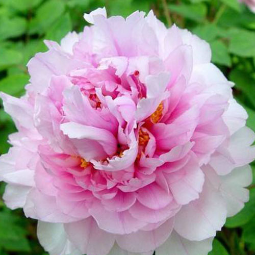 Cun Song Ying Pink Wholesale Japanese Garden Peony