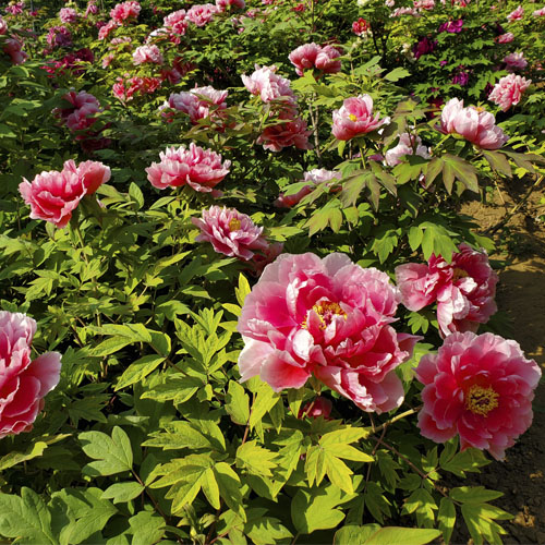 Yin Hong Qiao Dui Pink Chinese Peony Flower