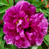 Zi Er Qiao Moist Rose Purple Chinese Peony Seedlings