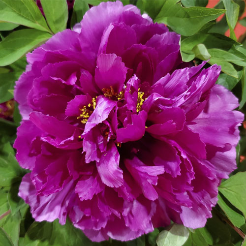 Zi Er Qiao Moist Rose Purple Chinese Peony Seedlings