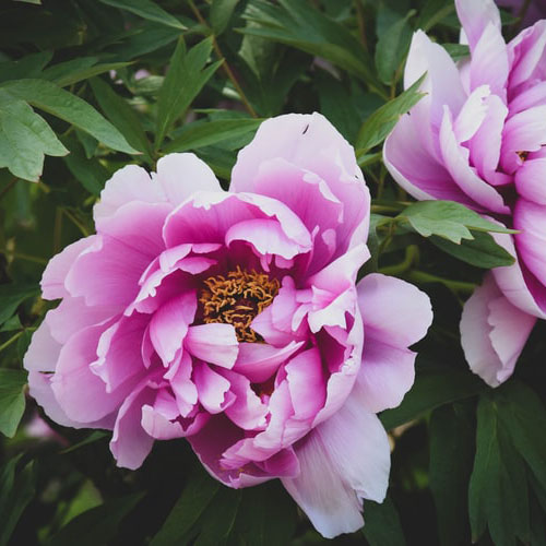 Can You Graft Peonies？