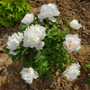 Jing Yu Early Blooming White Chinese Peony Plant