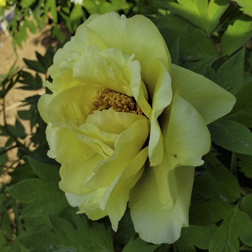 High Noon Yellow Fragrant Japanese Peony Plant
