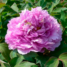 Ling Hua Zhan Lu Blue Charm Chinese Peony Nursery