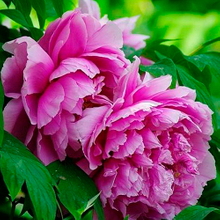 Ceng Zhong Xiao Blue Landscape Chinese Traditional Peony