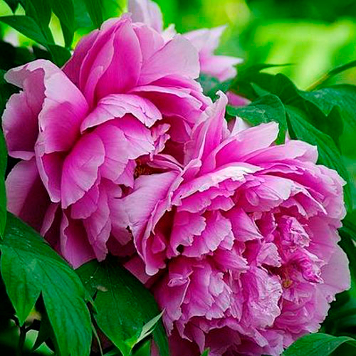 Ceng Zhong Xiao Blue Landscape Chinese Traditional Peony