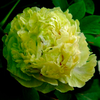 Dou lv Green Special Garden Chinese Peony Plant