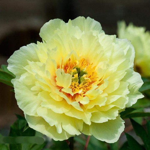 Huang Guan Quality Yellow Fragrant Japanese Peony Plant