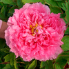 Rou Fu Rong Pink Beautiful Landscape Chinese Traditional Peony