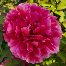 Kao Hua Wang Red Landscape Japanese Peony Flower
