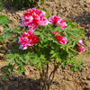 Shima Rose Delicate Decor Japanese Garden Peony