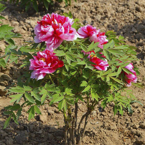 Shima Rose Delicate Decor Japanese Garden Peony