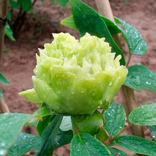 Dou lv Green Special Garden Chinese Peony Plant