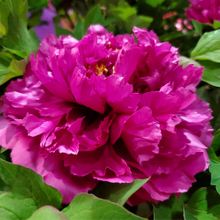 Zi Er Qiao Moist Rose Purple Chinese Peony Seedlings