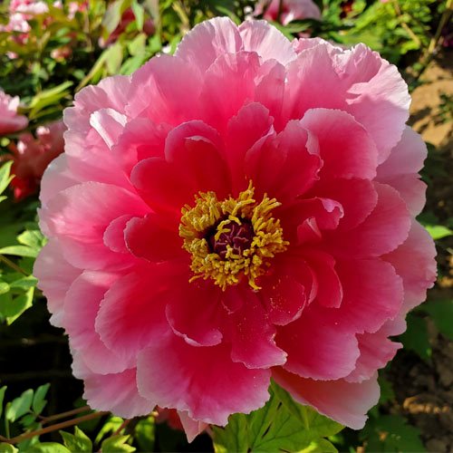 Yin Hong Qiao Dui Pink Chinese Peony Flower