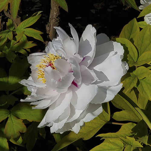 Yue Gong Zhu Guang White Pure Chinese Peony Plant Buy white tree