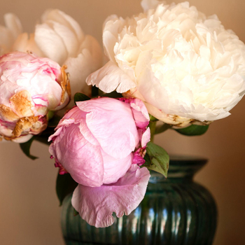 How Should Peonies Be Planted in a Pot? 