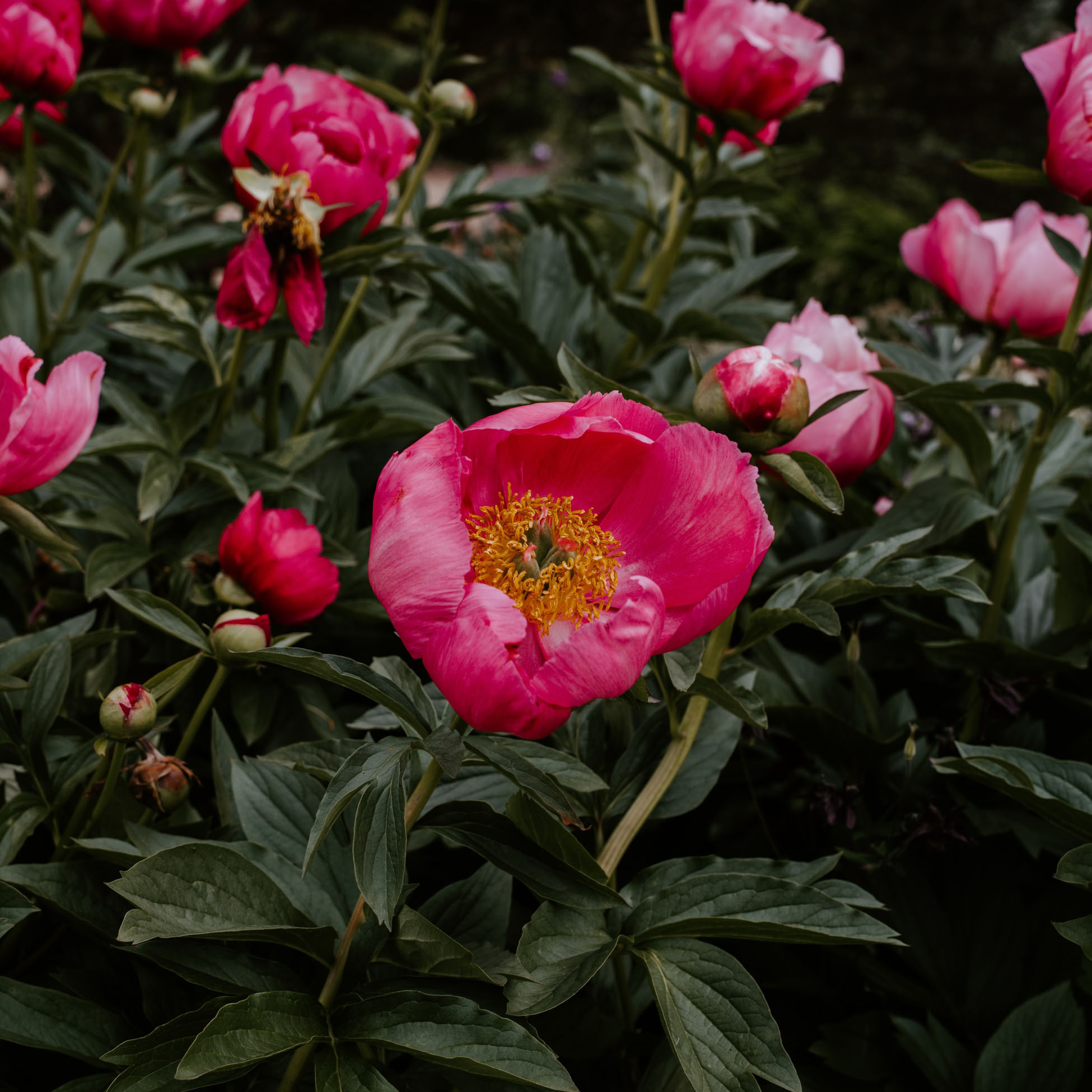 How to Make Peony Cake？