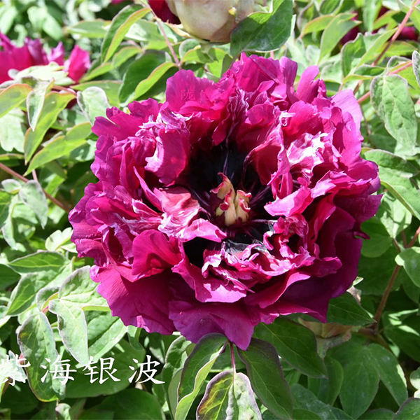 Zi Hai Yin Bo Purple Precious Garden Tree Peony