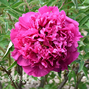 Ai Hong Xiu Qiu Red Pretty Landscape Tree Peony Root