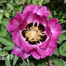 Zi Lian Deng Multi-Clour Graceful Garden Tree Peony