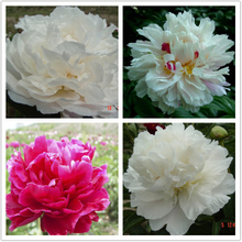 Mixed Color Multi-petalled Blooms Grafting Balcony Intersectional Peonies