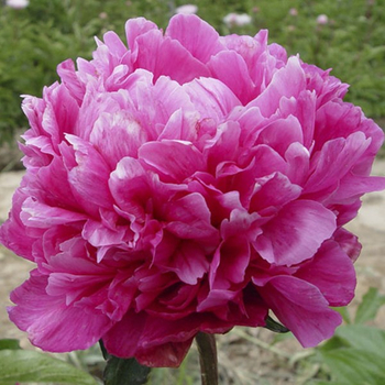 Gao Gan Hong Blue Oriental Backyard Herbaceous Peony Varieties - Buy ...