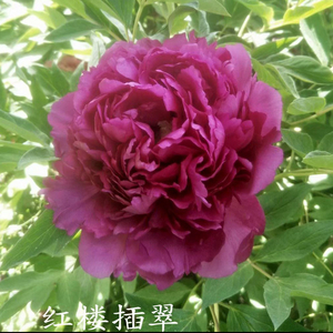 Hong Lou Cha Cui Red Chinese Tree Peony Variety Seedling