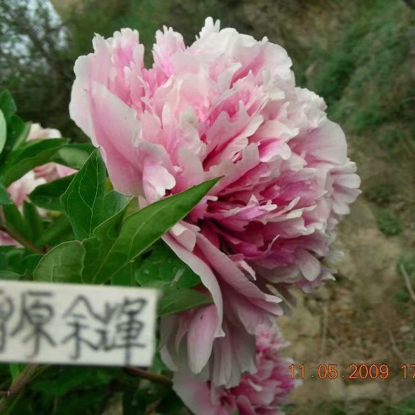 Xue Yuan Yu Hui Pink Charming Backyard Tree Peony Bare Root