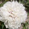 Jin Dian Yan Wei Bai White Delighful Garden Tree Paeonia Suffruticosa