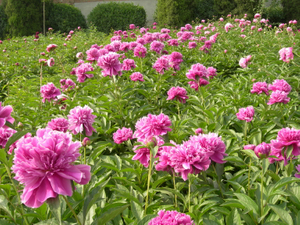 Chinese Herbaceous Peony Base