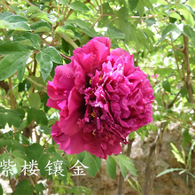 Zi Lou Xiang Jin Purple Delighful Balcony Tree Peony