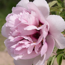 Fen Xi Shi Pink Graceful Park Tree Peony Bare Root