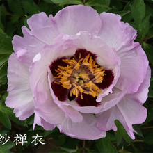 Su Sha Chan Yi Multi-Clour Elegant Nursery Tree Peony