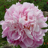 Zhong Sheng Fen Pink Decorative Park Intersectional Peonies