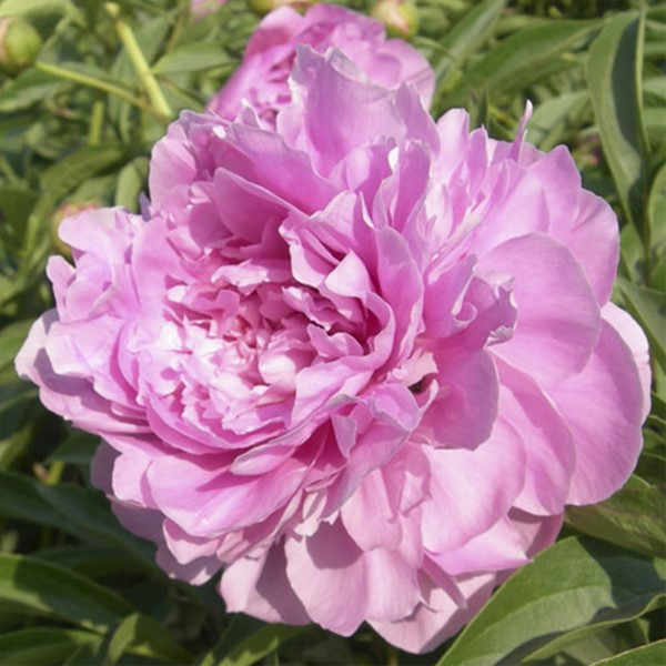 Tao Hua Fei Xue Pink Beautiful Balcony Herbaceous Peony Varieties