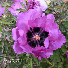 Qing Hua Yan Blue Charming Garden Tree Peony Bare Root