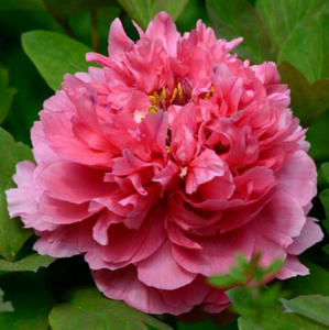 Chinese Traditional Peony