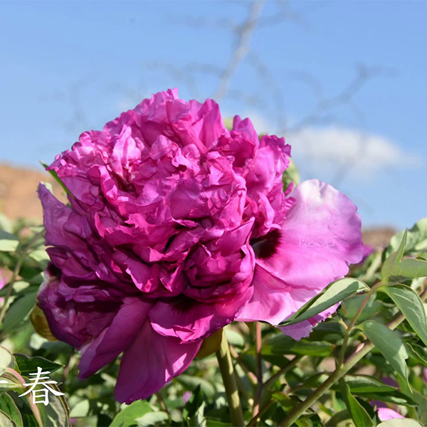 Qing Chun Red Precious Garden Tree Peony Suffruticosa